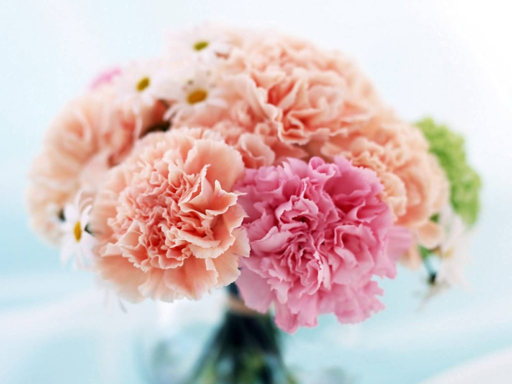 carnation wedding flower