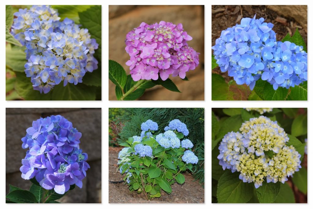 wedding flowers- hydrangeas