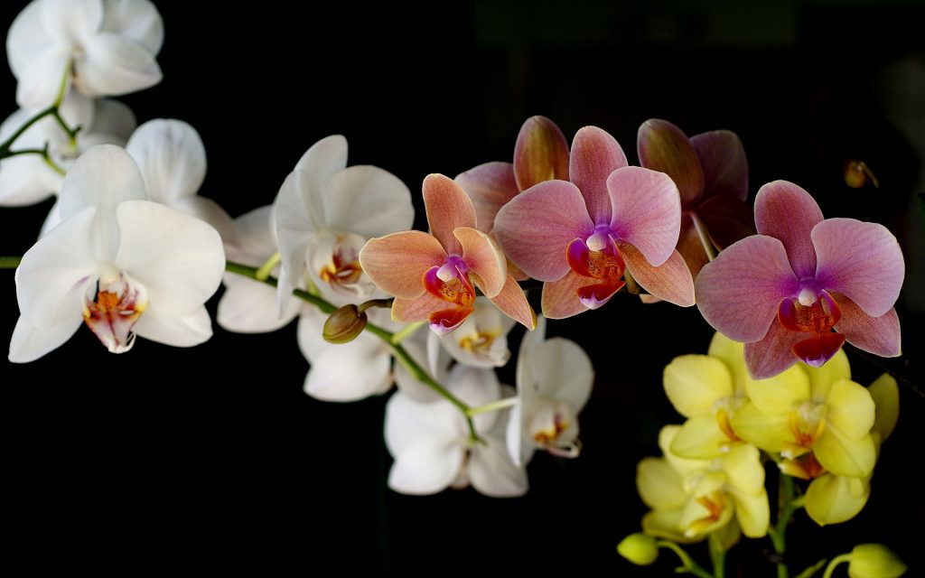 wedding flower - orchids