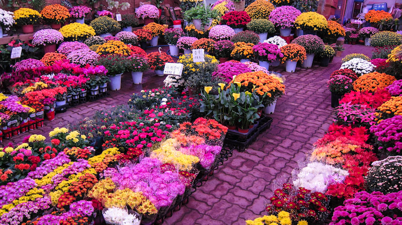 every_shade_of_color_at_yangjae_flower_market