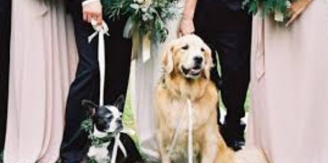 Pet-Friendly Wedding Venues in Delhi NCR for Couples Who Want Their Furbaby at the Mandap